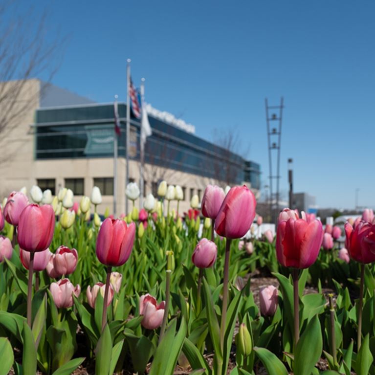 Pink tulips in front of Arkansas Children's Hospital.